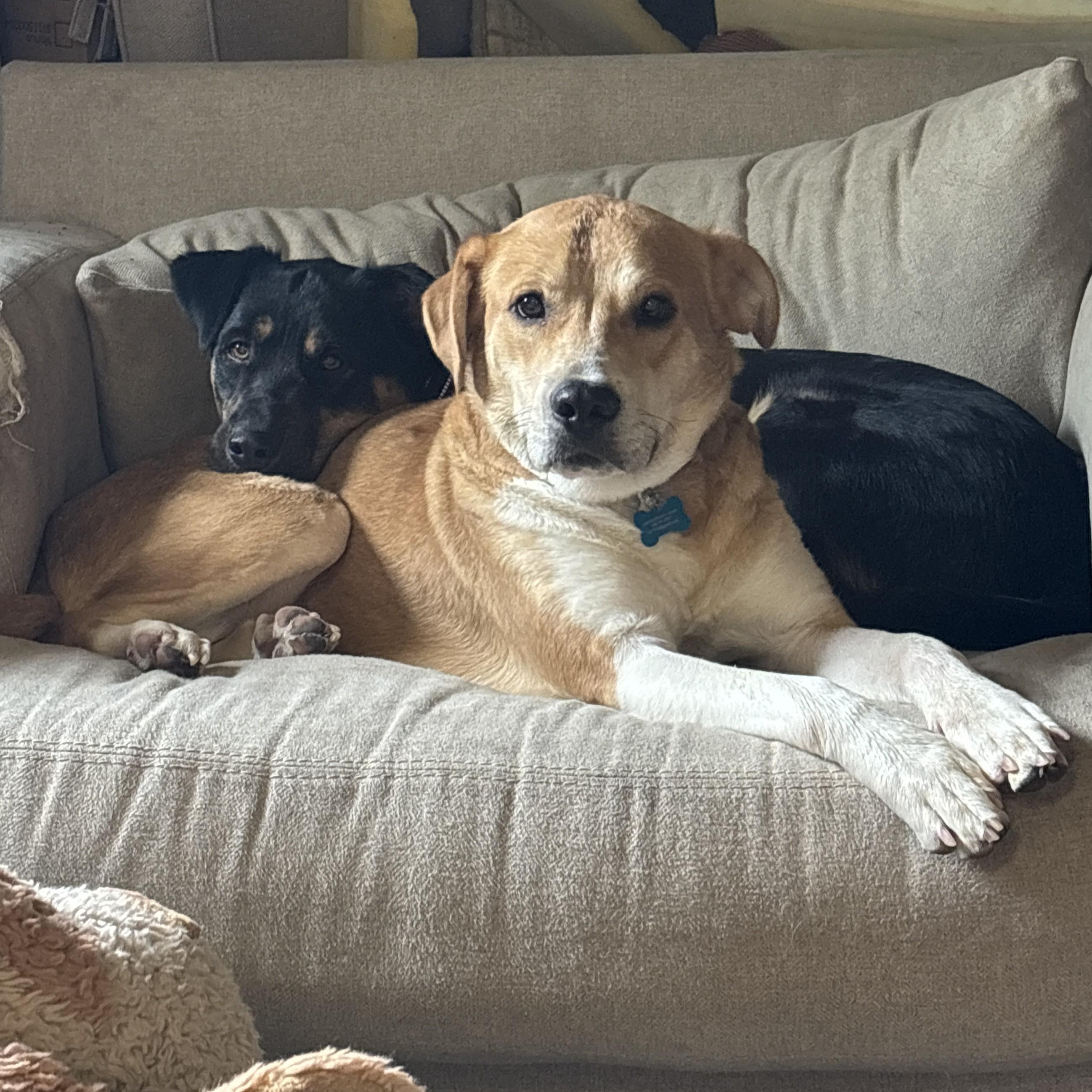 Stella, a ADOPTABLE mixed breed in Oregon, WI image 3/5