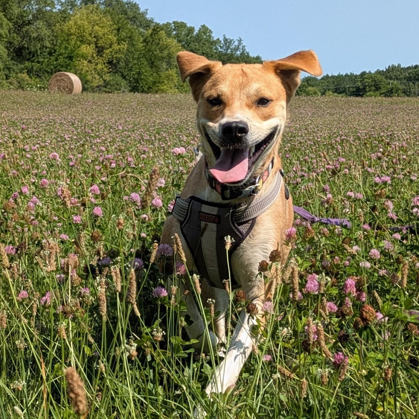 Stella, ADOPTABLE, Young Female Hound.