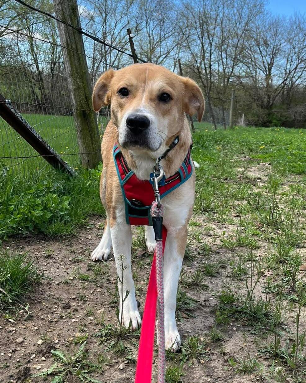 Stella, a ADOPTABLE mixed breed in Oregon, WI image 1/5