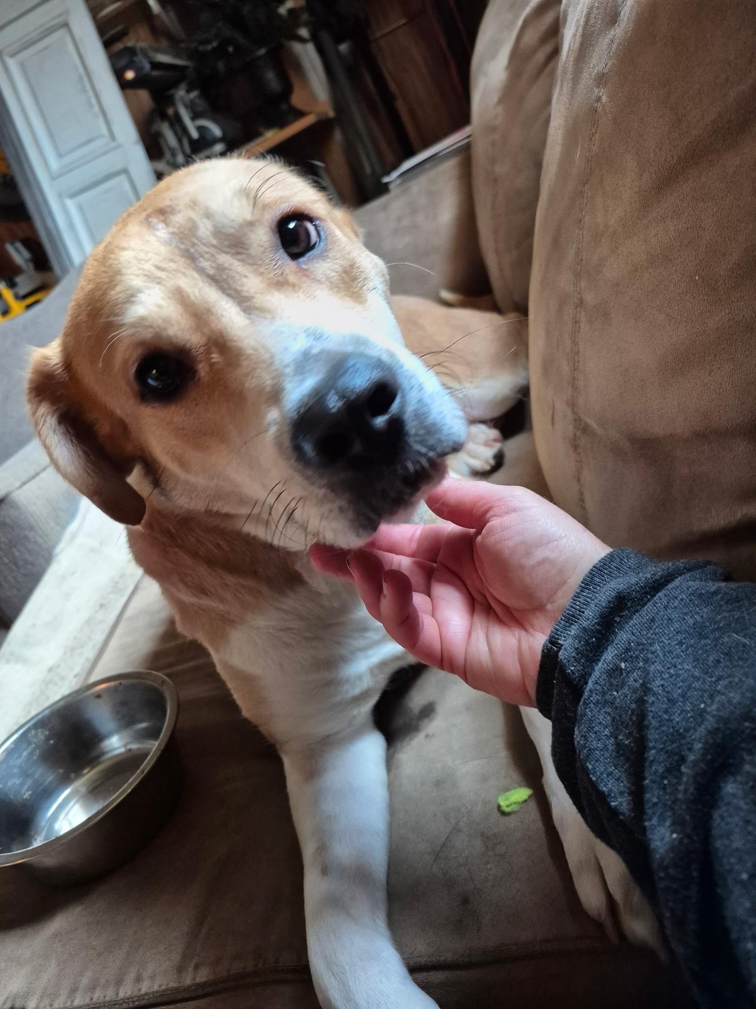 Stella, a ADOPTABLE mixed breed in Oregon, WI image 4/5