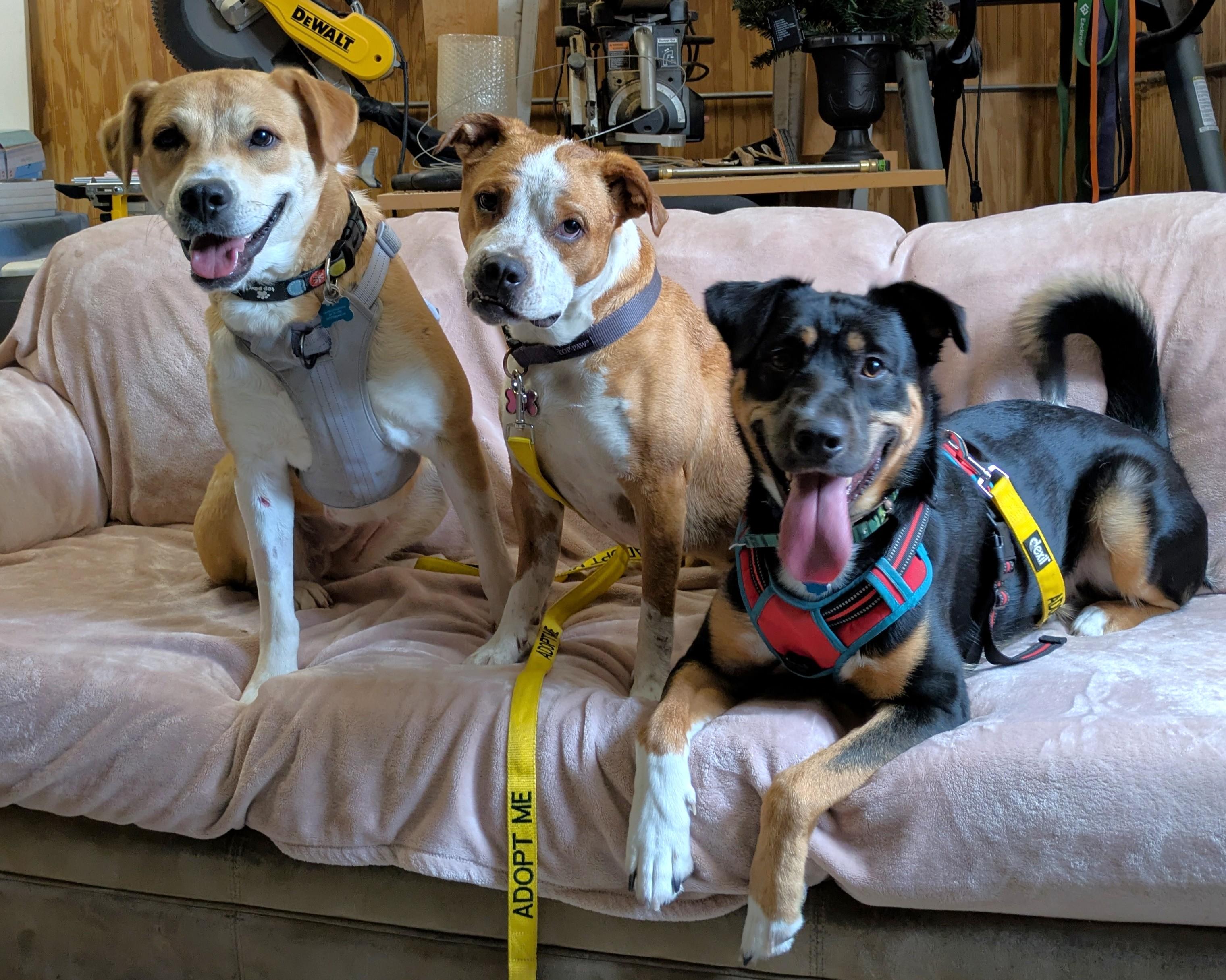 Enlarge Stella, a ADOPTABLE mixed breed in Oregon, WI image 4/6