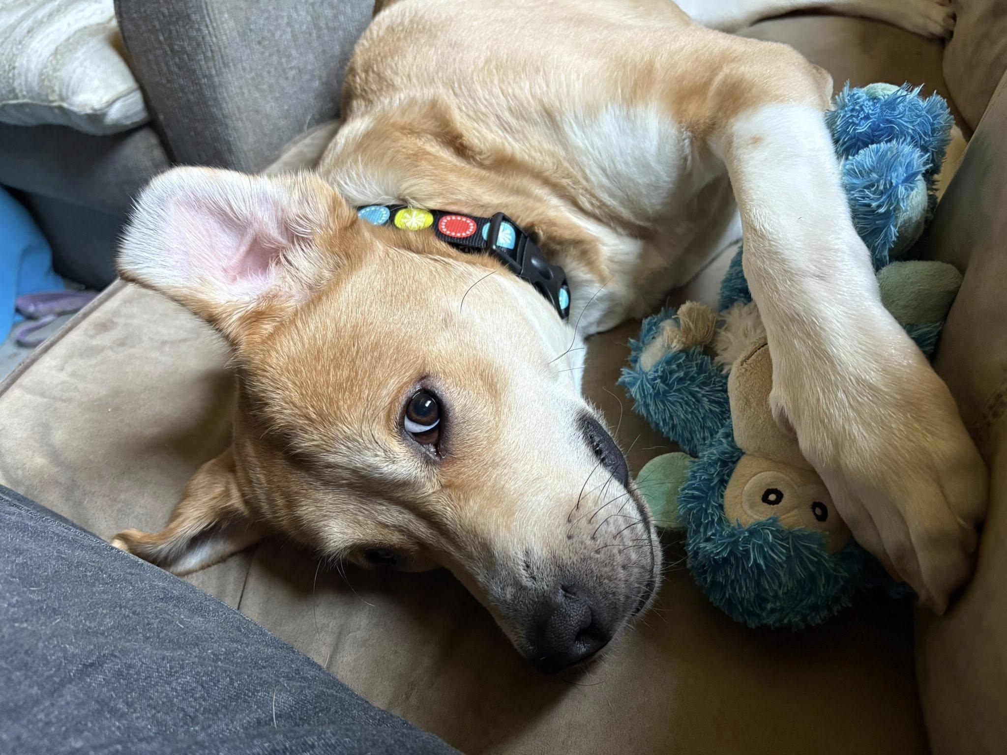 Stella, a ADOPTABLE mixed breed in Oregon, WI image 2/5