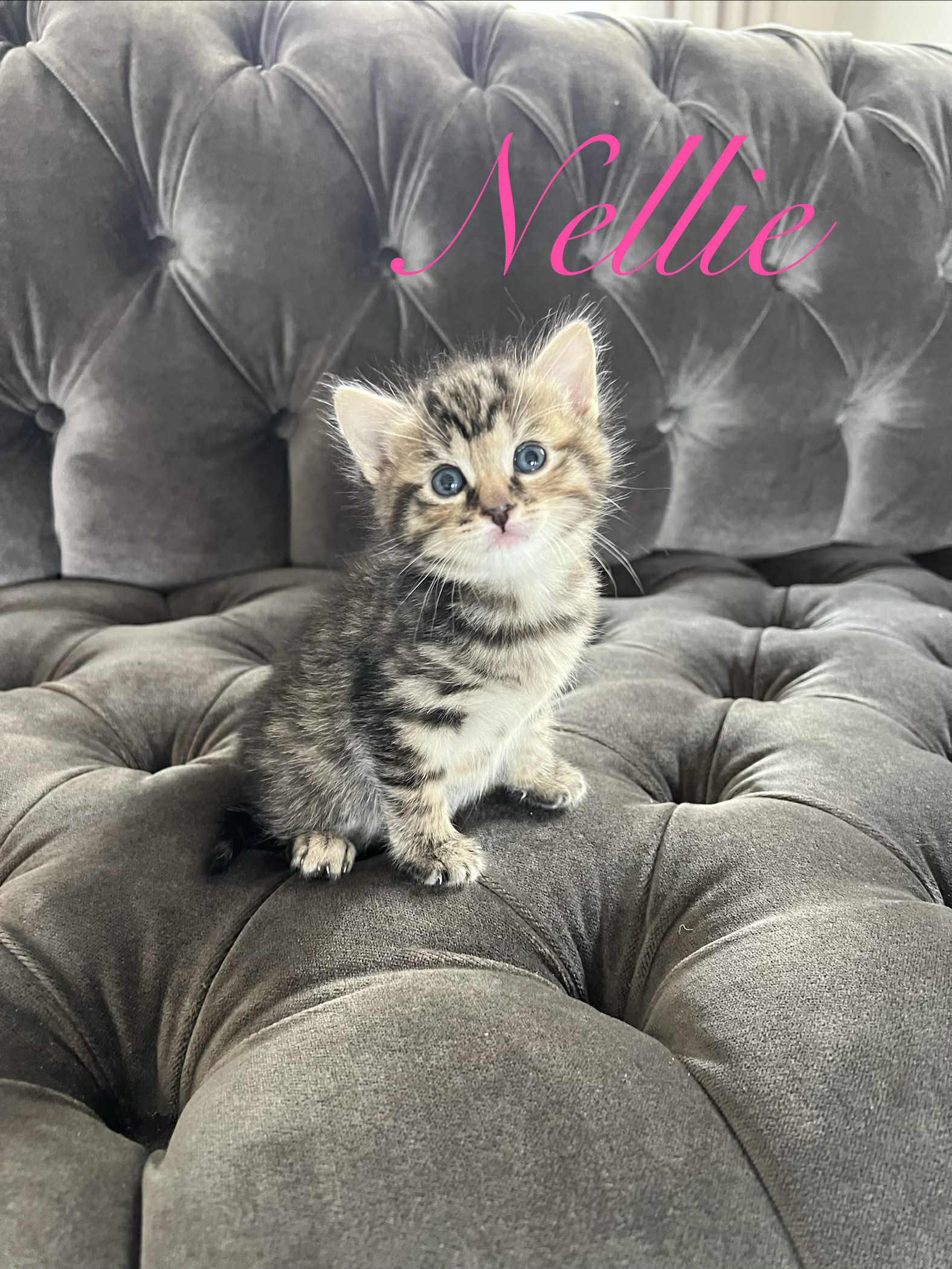 Nellie Ched, Adoptable, Kitten Female Domestic Short Hair.