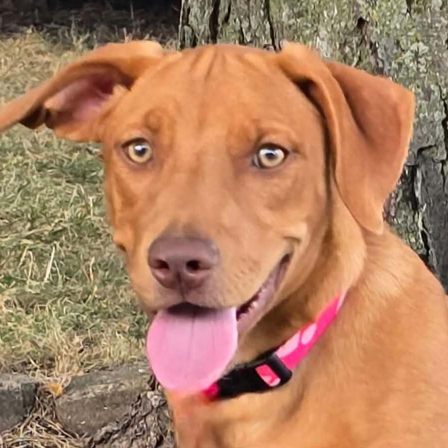McKinley, Adoptable, Puppy Female Mixed Breed.