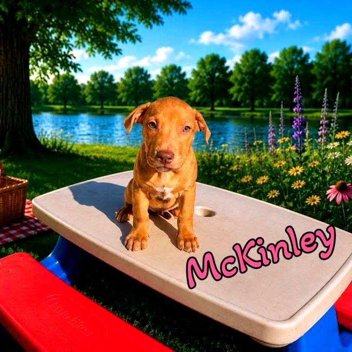 Enlarge McKinley, a Adoptable Mixed Breed in Joliet, IL image 1/1