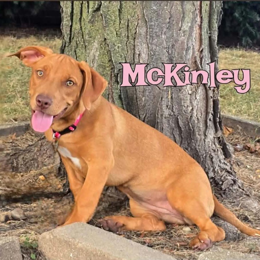 Enlarge McKinley, a Adoptable Mixed Breed in Joliet, IL image 3/3