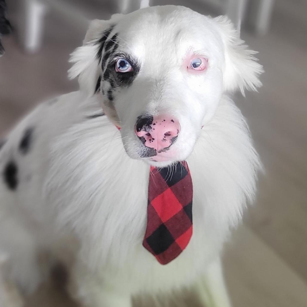 Enlarge Gus, a Adoptable Australian Shepherd in Brainerd, MN image 1/6