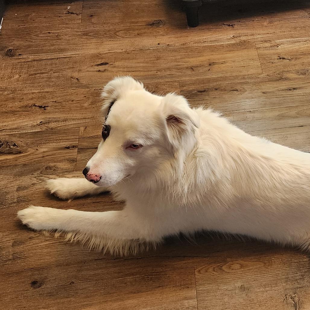 Enlarge Gus, a Adoptable Australian Shepherd in Brainerd, MN image 2/6