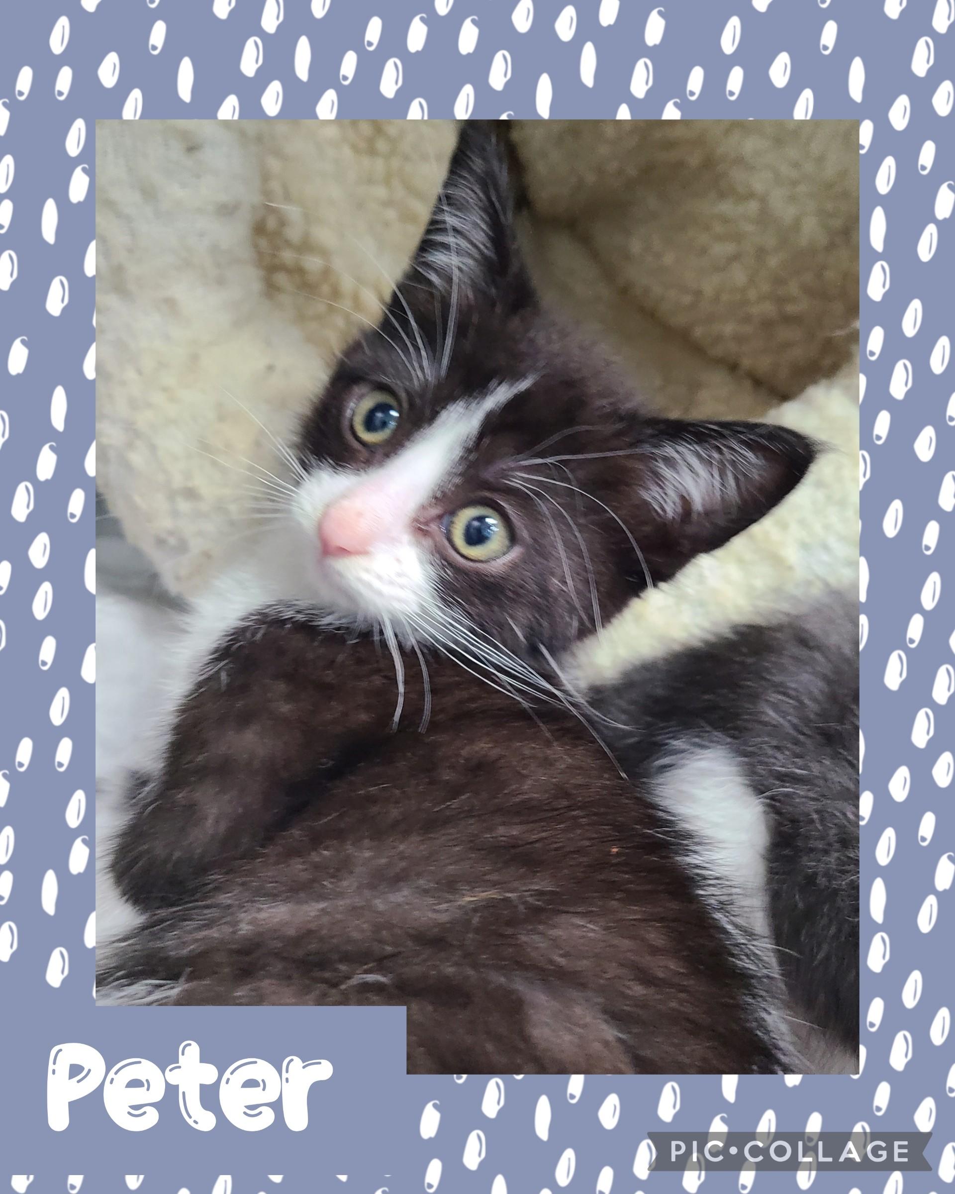 Peter, an adoptable Domestic Short Hair in Iron River, MI, 49935 | Photo Image 1