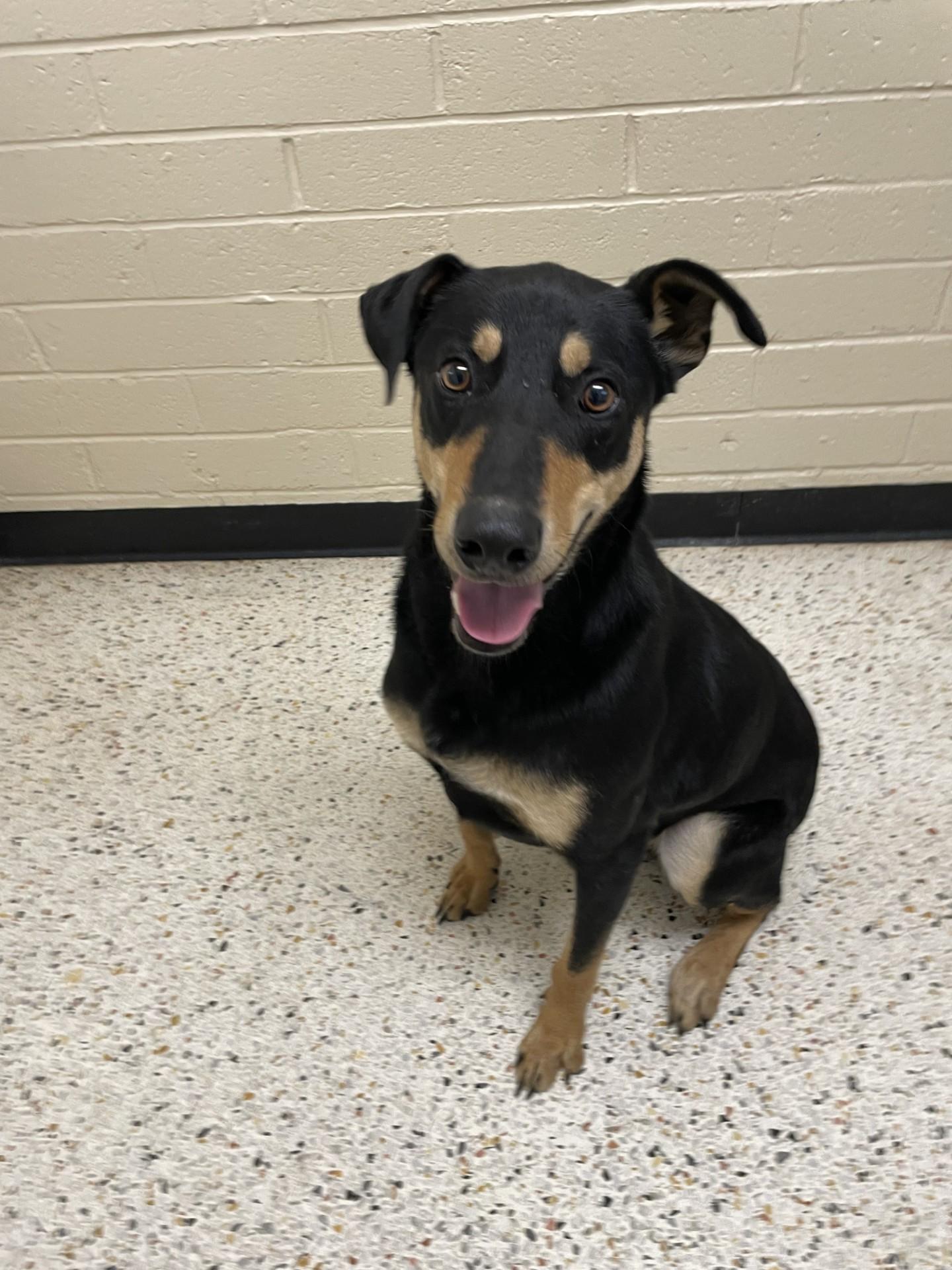 Diesel6426 (Rescued), a ADOPTABLE mixed breed in Rocky Mount, NC image 1/3