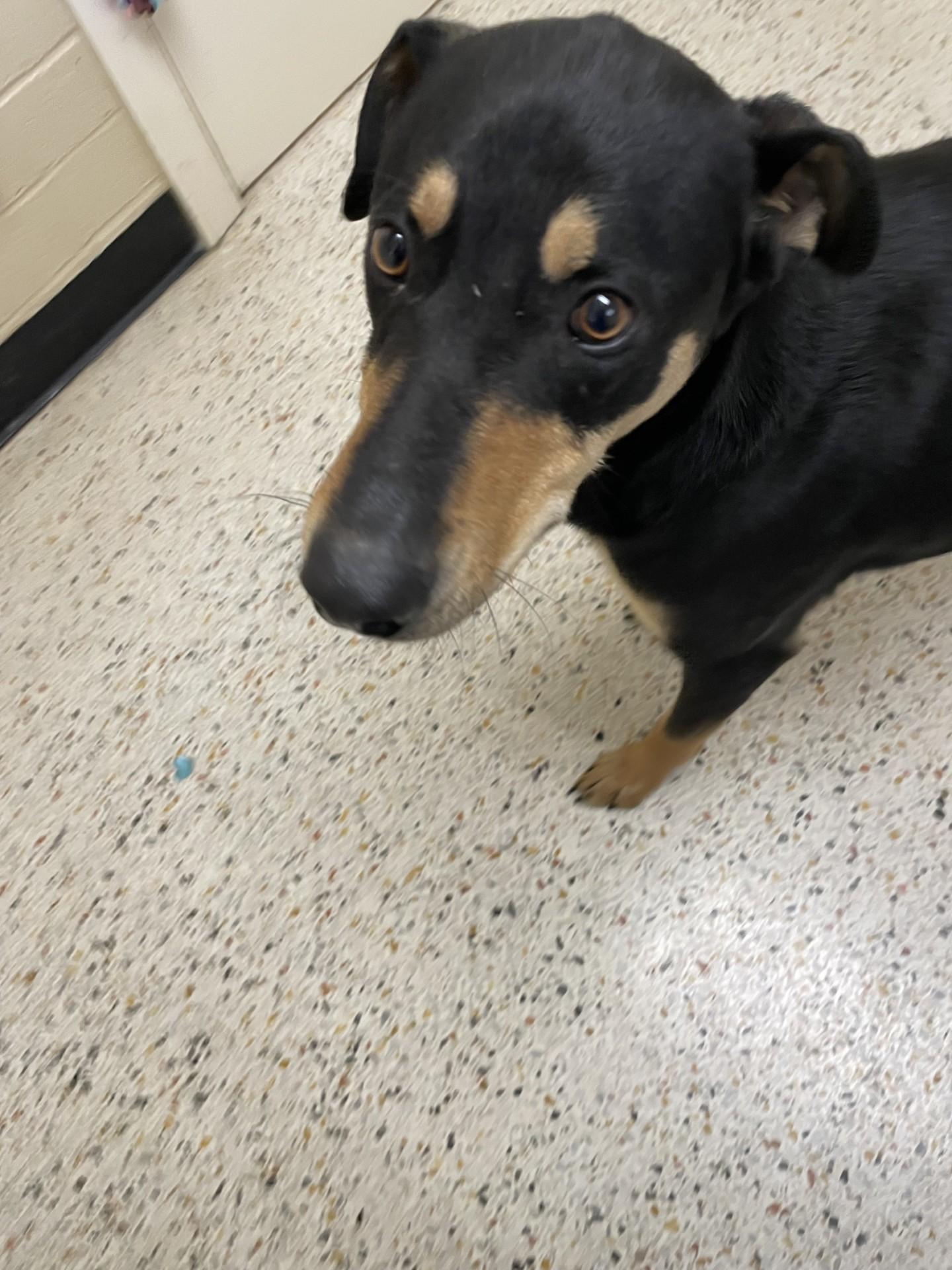 Diesel6426 (Rescued), a ADOPTABLE mixed breed in Rocky Mount, NC image 3/3