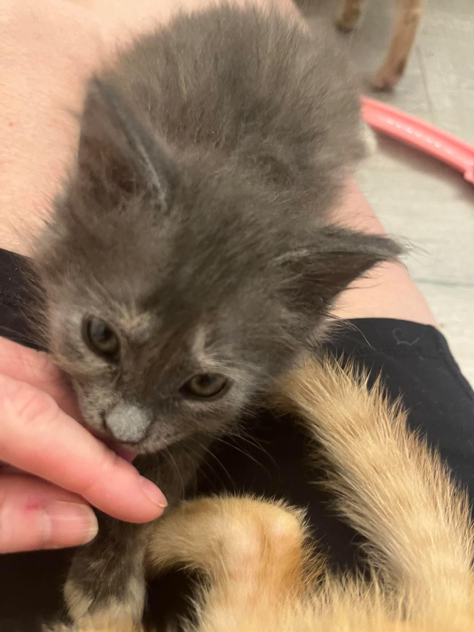 Lavender, Adopted, Kitten Female Domestic Short Hair & Tortoiseshell.