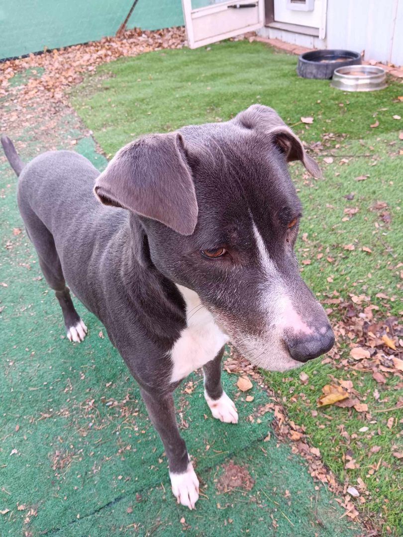 Byron, a Adoptable mixed breed in Huntington, IN image 1/5