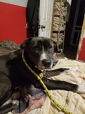 Byron, a Adoptable mixed breed in Huntington, IN image 2/5