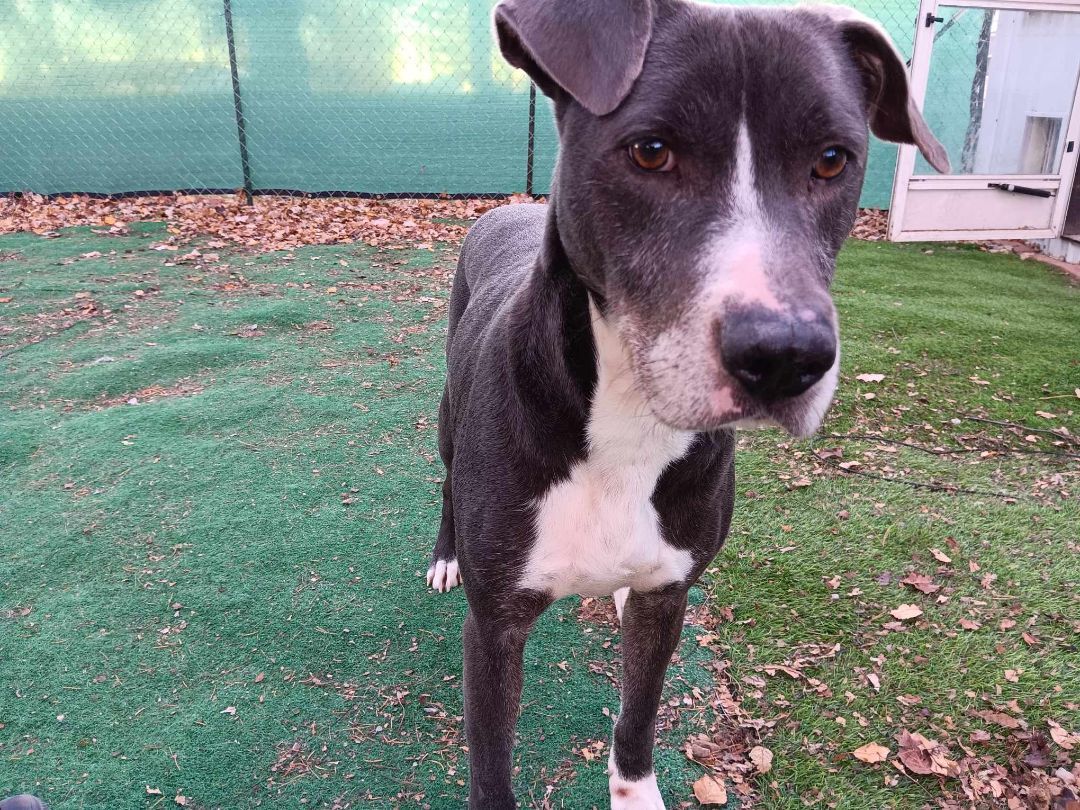 Byron, a Adoptable mixed breed in Huntington, IN image 3/5