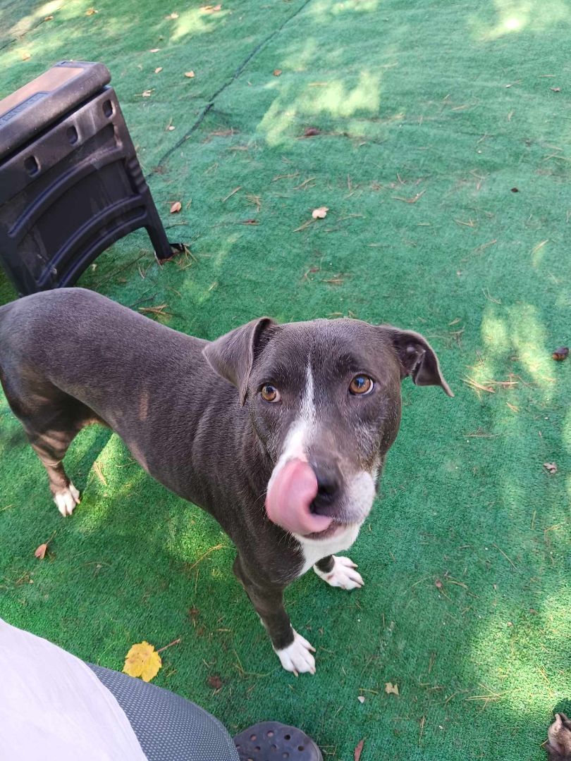 Byron, a Adoptable mixed breed in Huntington, IN image 4/5