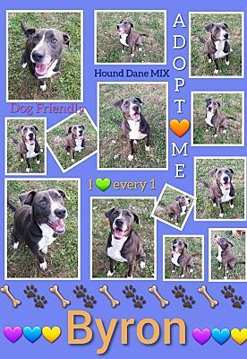 Byron, a Adoptable mixed breed in Huntington, IN image 5/5