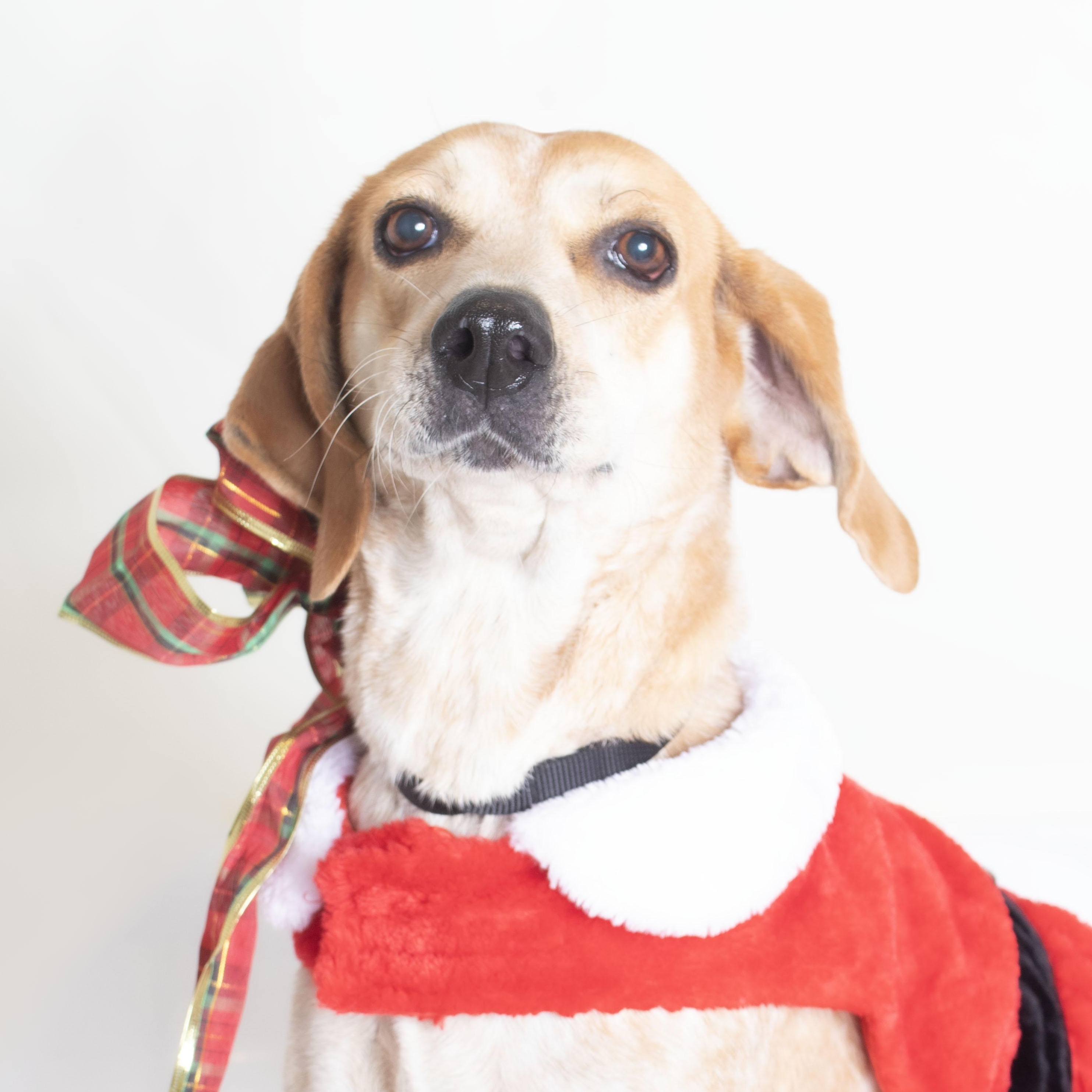 Reba, a Adoptable mixed breed in Plaquemine, LA image 1/6