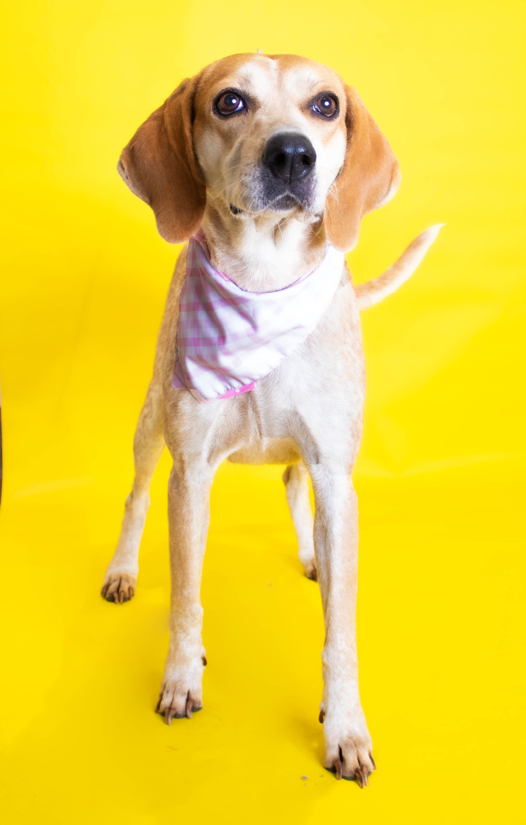 Reba, an adoptable Coonhound, Cattle Dog in Plaquemine, LA, 70764 | Photo Image 3