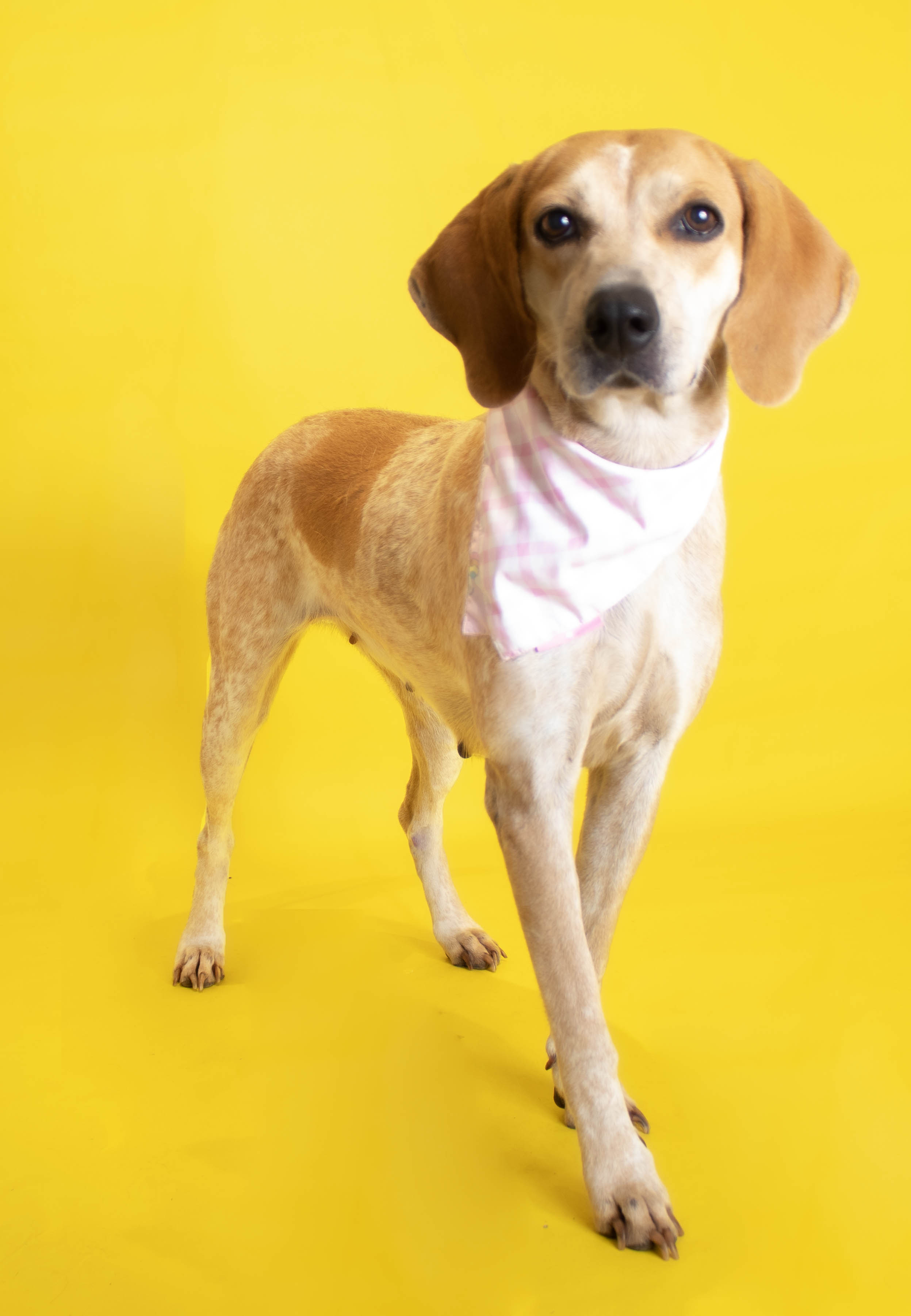 Reba, an adoptable Coonhound, Cattle Dog in Plaquemine, LA, 70764 | Photo Image 4