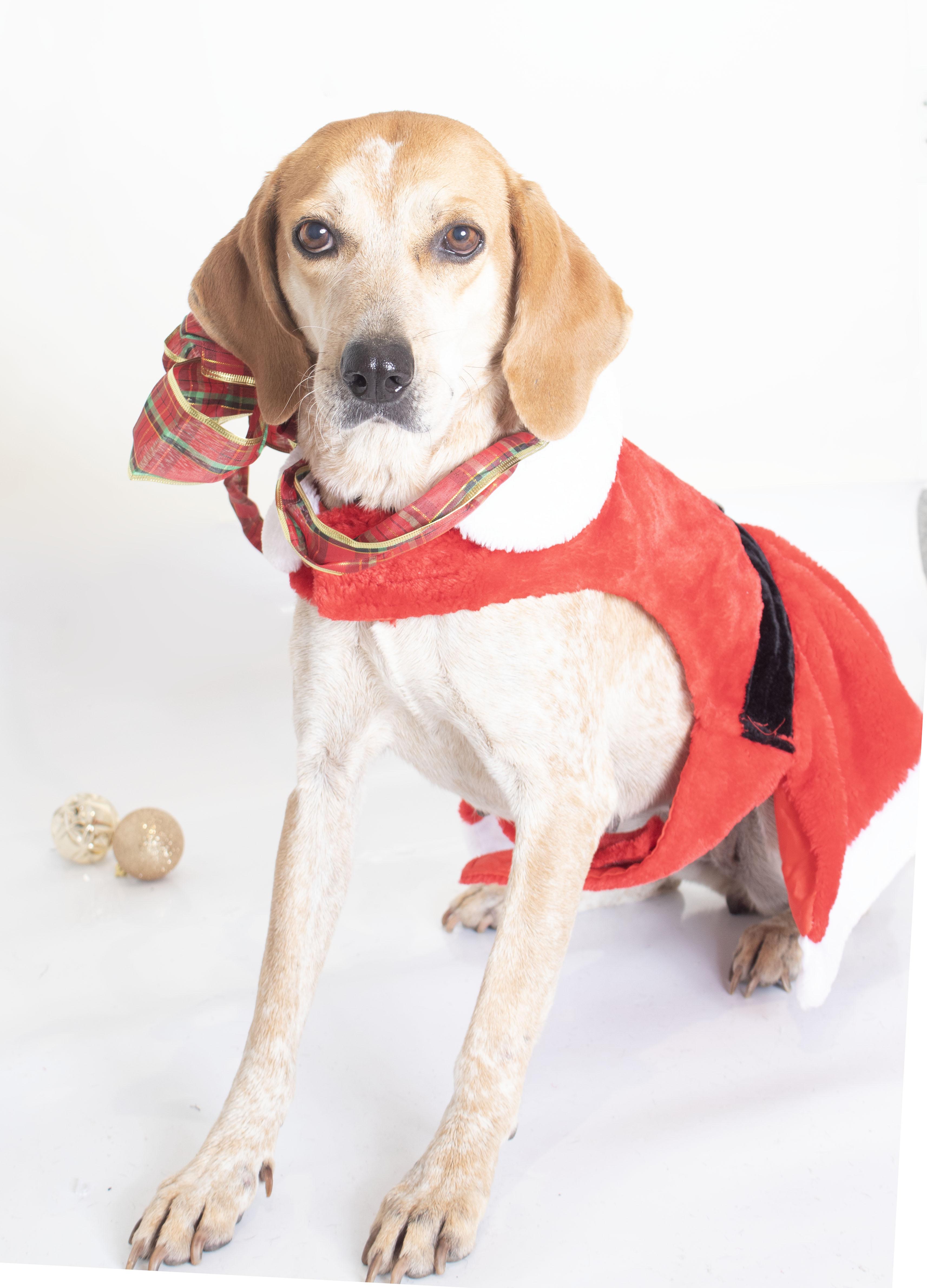 Reba, a Adoptable mixed breed in Plaquemine, LA image 6/6