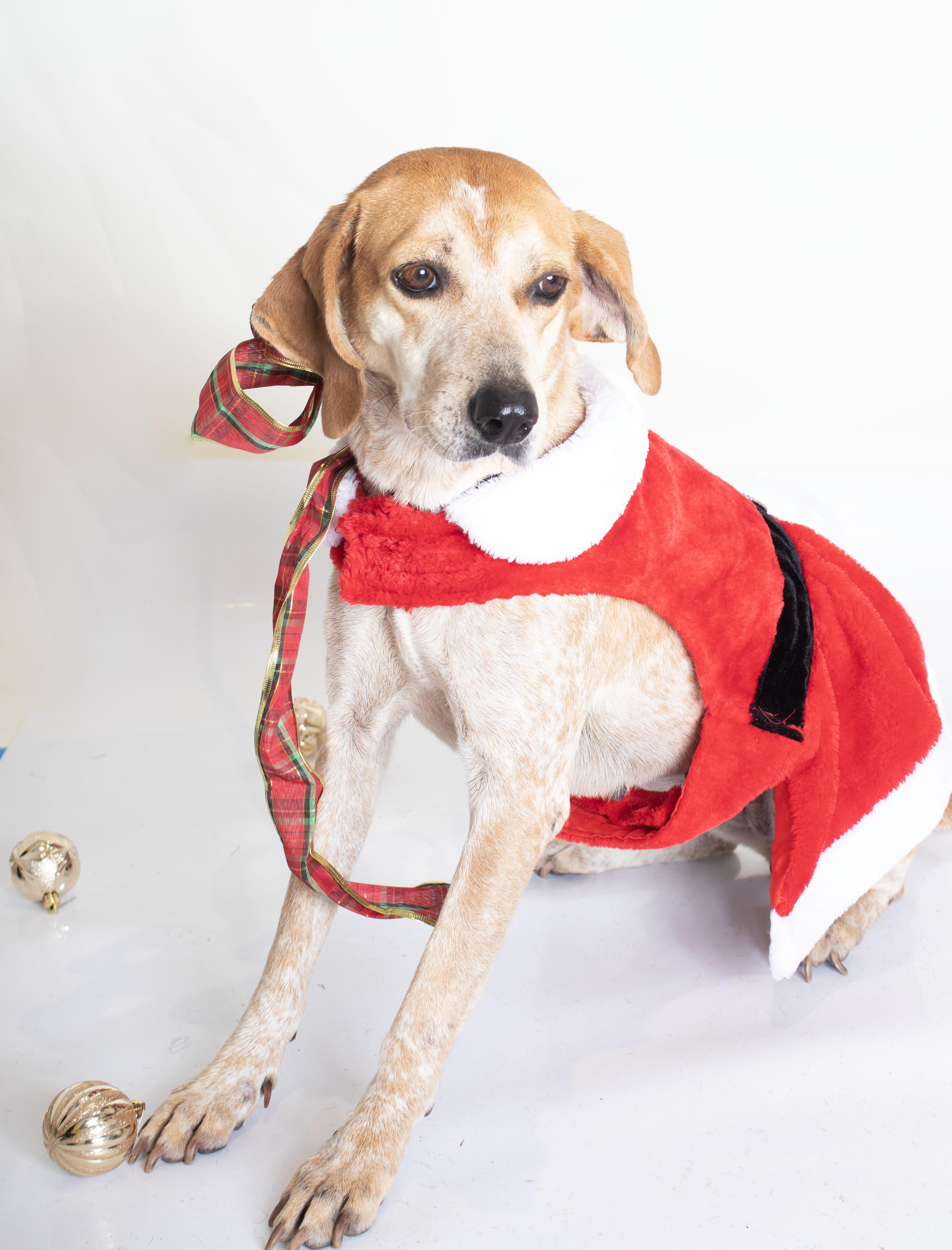 Reba, an adoptable Coonhound, Cattle Dog in Plaquemine, LA, 70764 | Photo Image 5