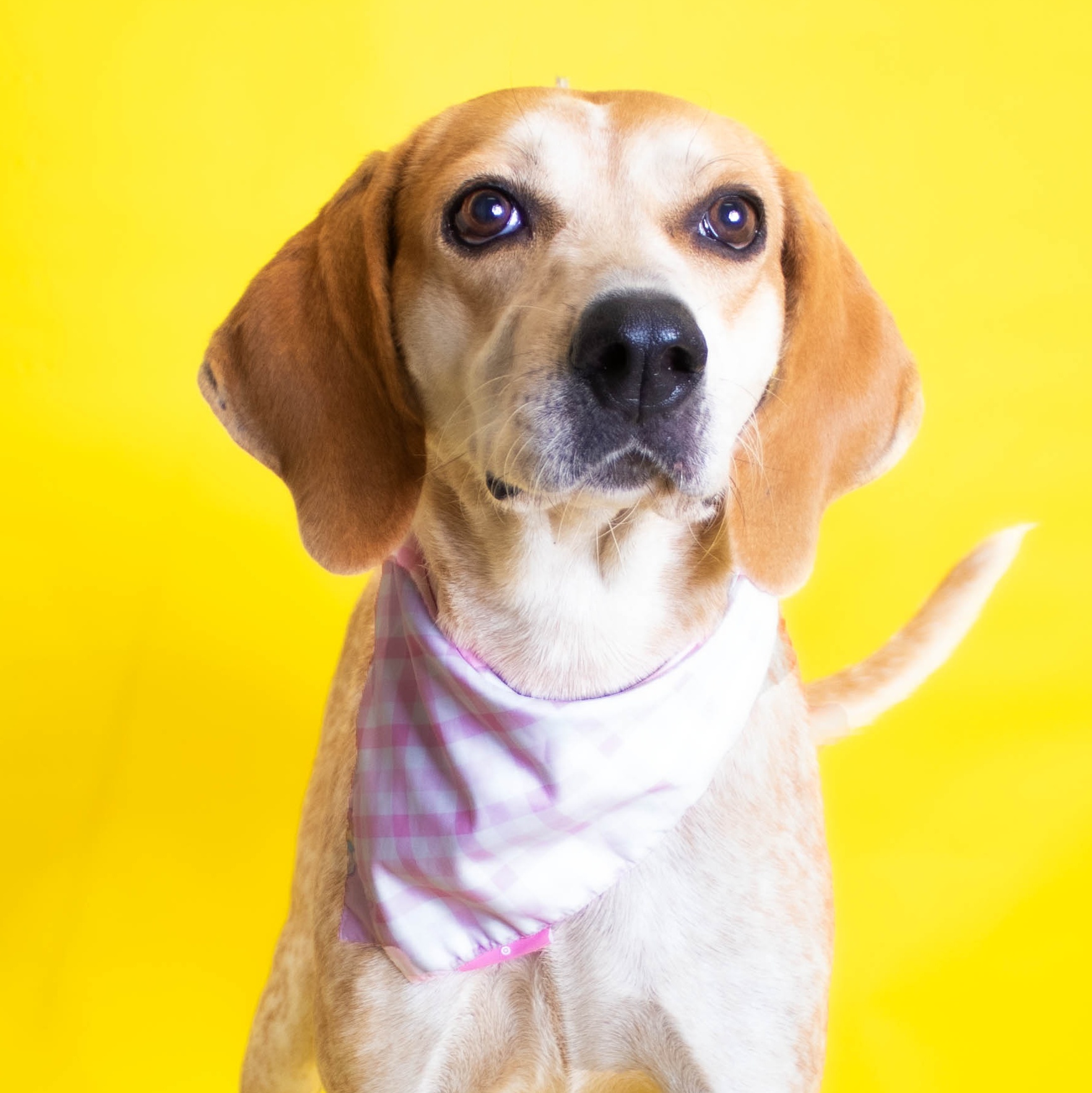 Reba, an adoptable Coonhound, Cattle Dog in Plaquemine, LA, 70764 | Photo Image 2