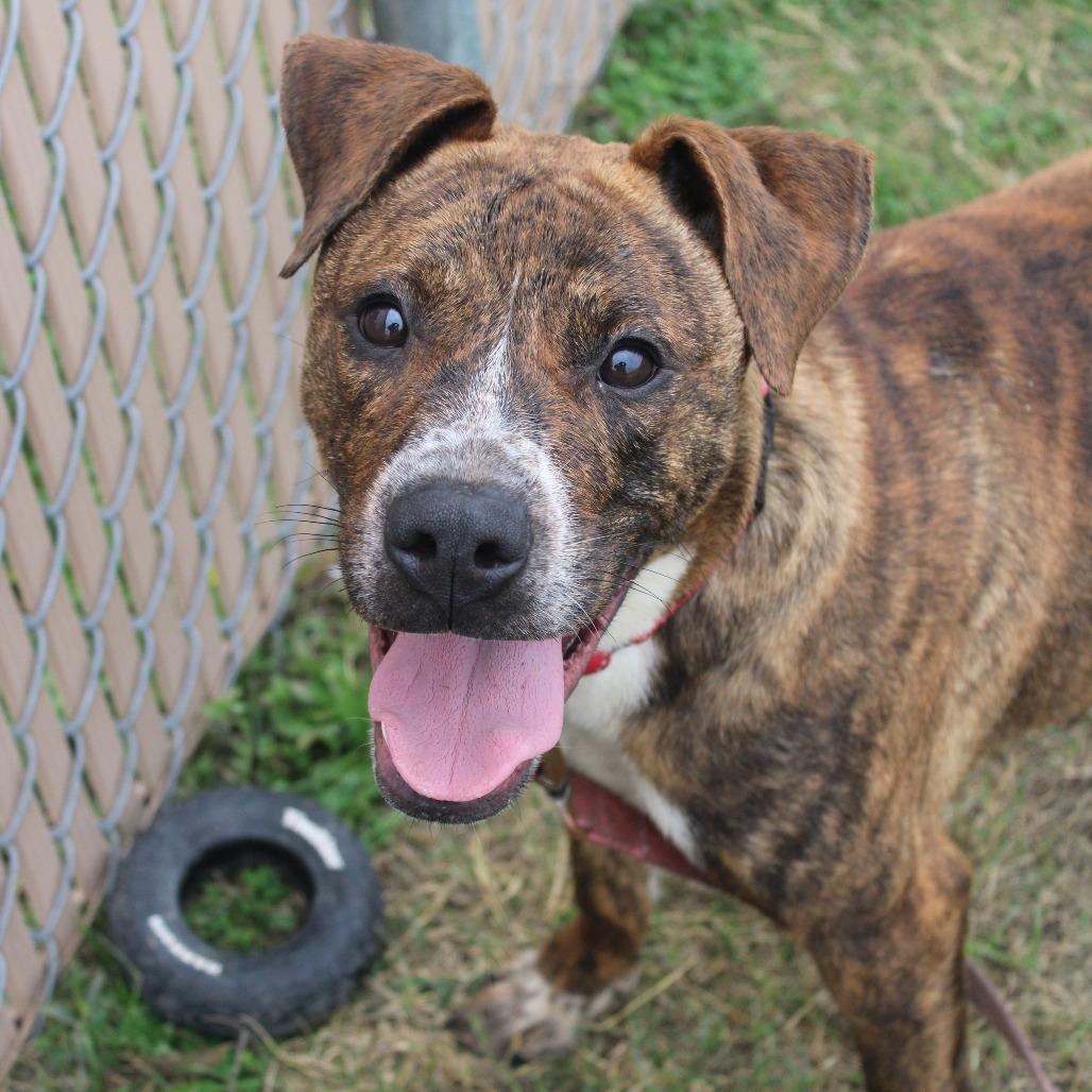 Troy, Adoptable, Young Male Boxer & Black Mouth Cur.