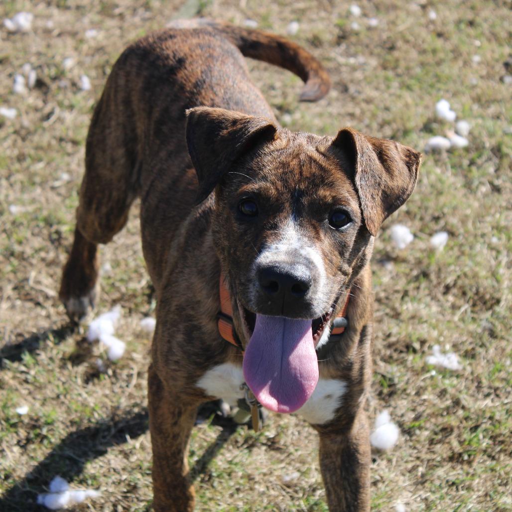 Troy, Adoptable, Young Male Boxer & Black Mouth Cur.