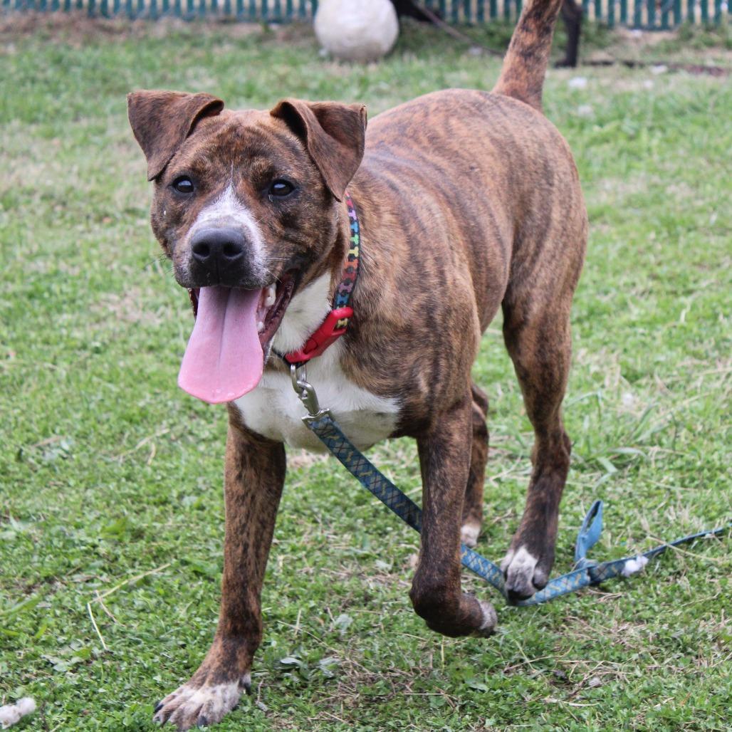 Enlarge Troy, a Adoptable mixed breed in Cleveland, MS image 3/6