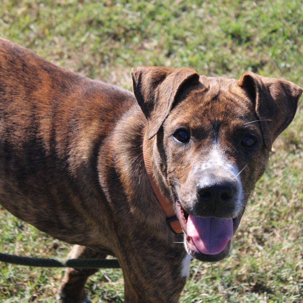 Enlarge Troy, a Adoptable mixed breed in Cleveland, MS image 2/4