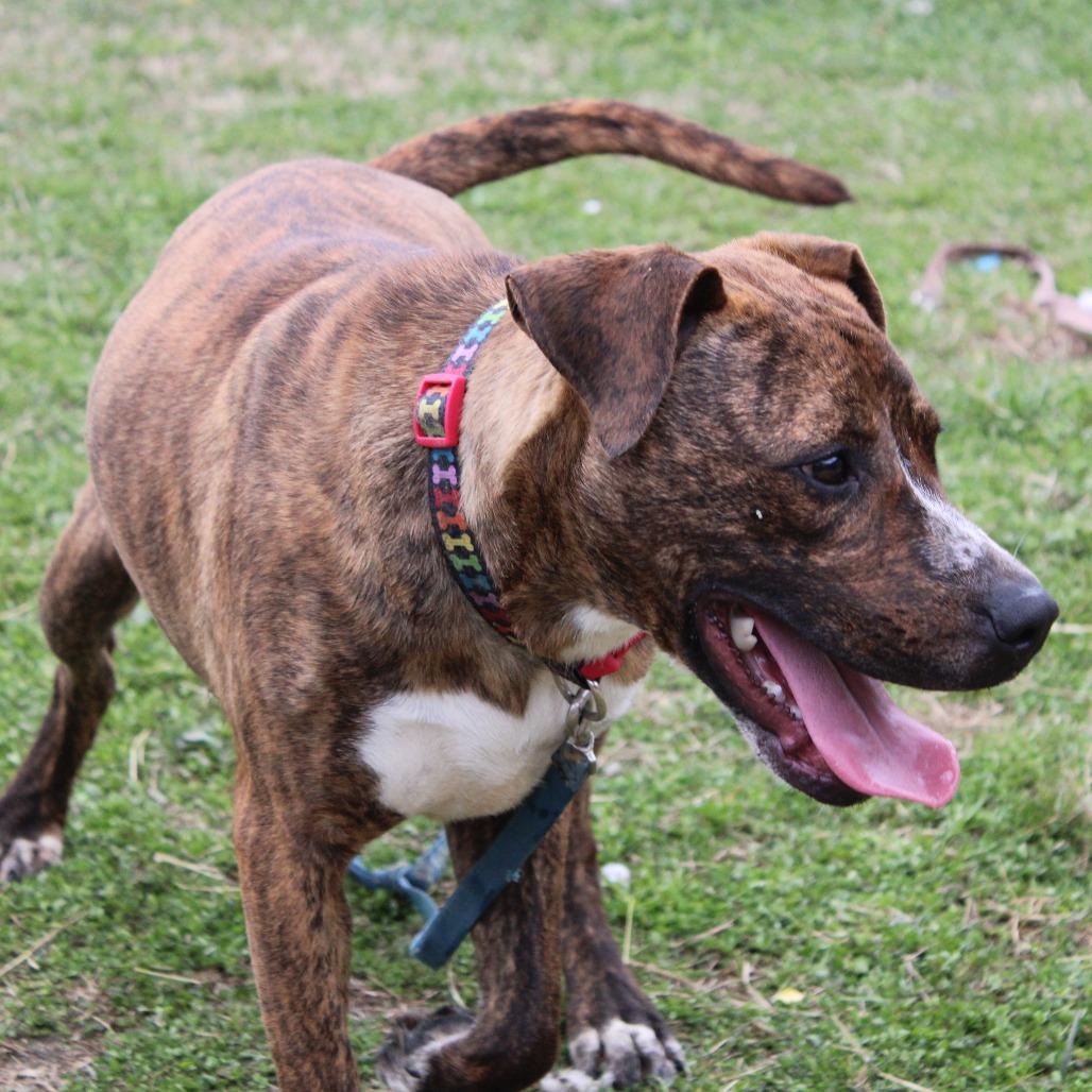 Enlarge Troy, a Adoptable mixed breed in Cleveland, MS image 5/6