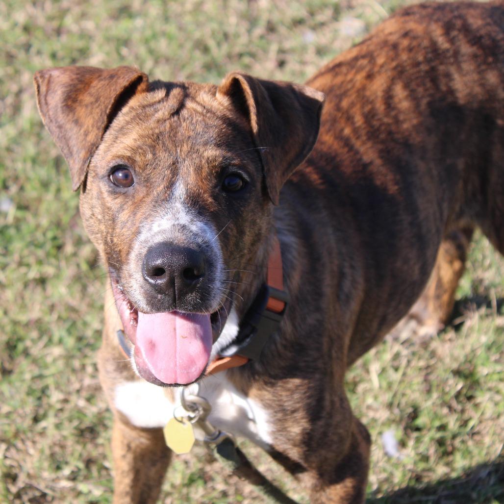 Enlarge Troy, a Adoptable mixed breed in Cleveland, MS image 3/4