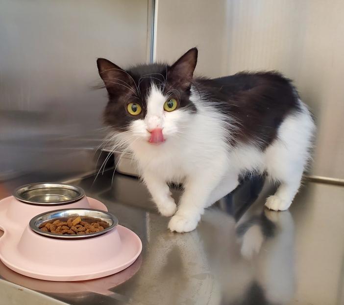 Gabby, an adoptable Domestic Long Hair in St Stephen, NB, E3L 2X2 | Photo Image 3