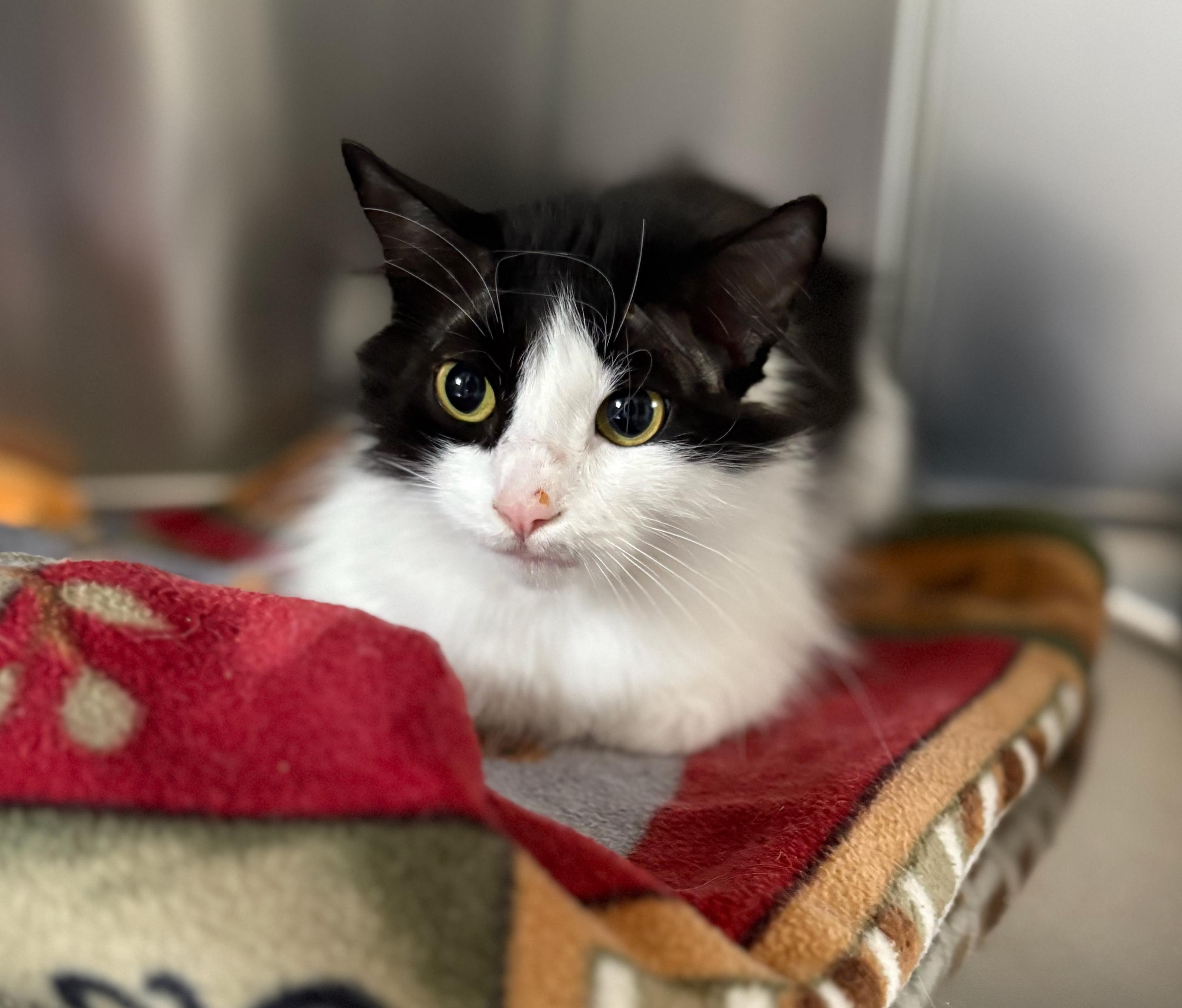 Gabby, an adoptable Domestic Long Hair in St Stephen, NB, E3L 2X2 | Photo Image 4