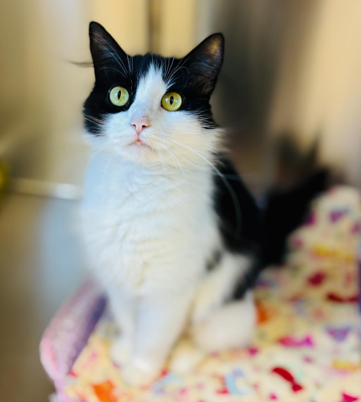 Gabby, an adoptable Domestic Long Hair in St Stephen, NB, E3L 2X2 | Photo Image 1