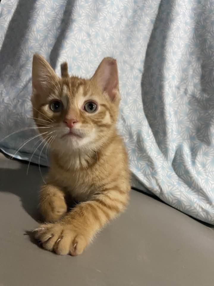 Dublin, adopted, Kitten Male Domestic Short Hair.
