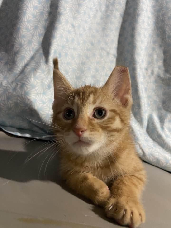 Enlarge Dublin, an adopted Domestic Short Hair in Cleveland, OH image 3/3
