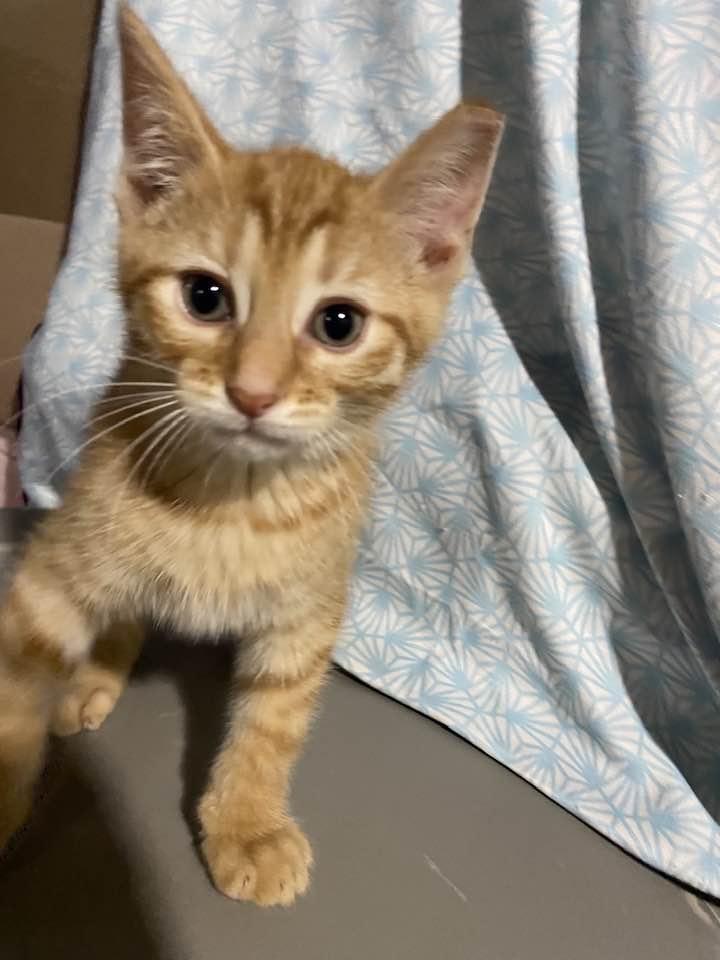 Enlarge Dublin, an adopted Domestic Short Hair in Cleveland, OH image 2/3