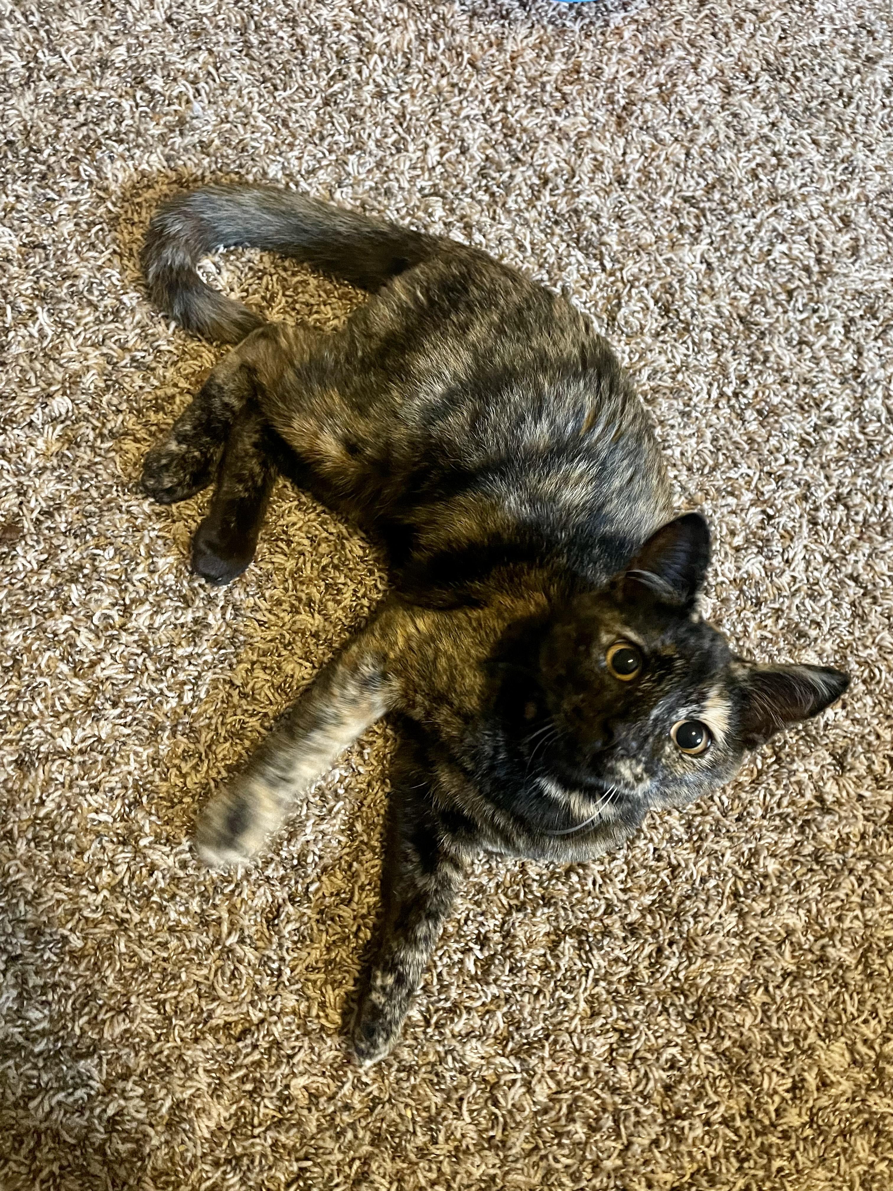 Twix, a Adoptable Domestic Short Hair in Rochester, WA image 1/3