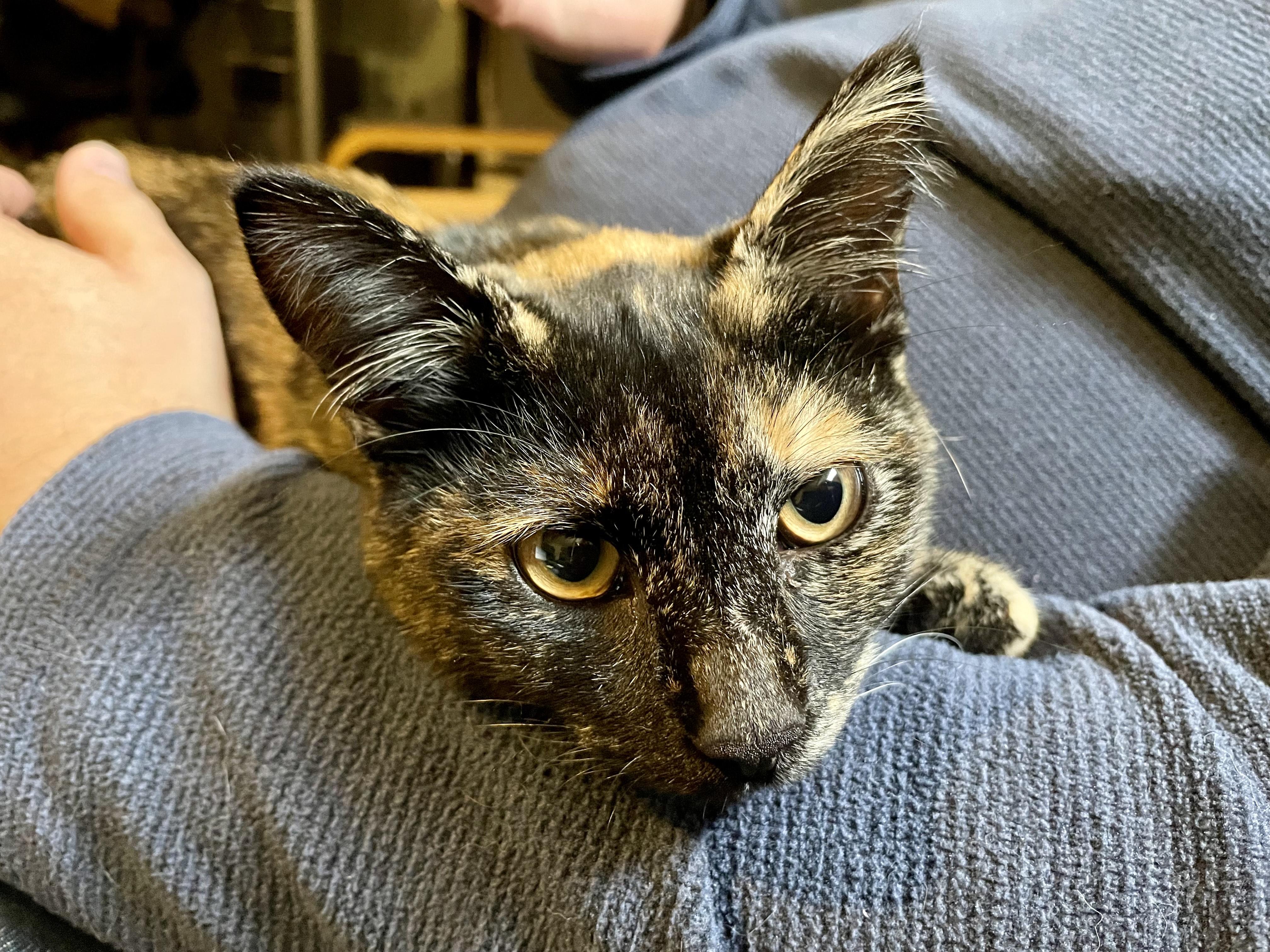 Twix, a Adoptable Domestic Short Hair in Rochester, WA image 2/3