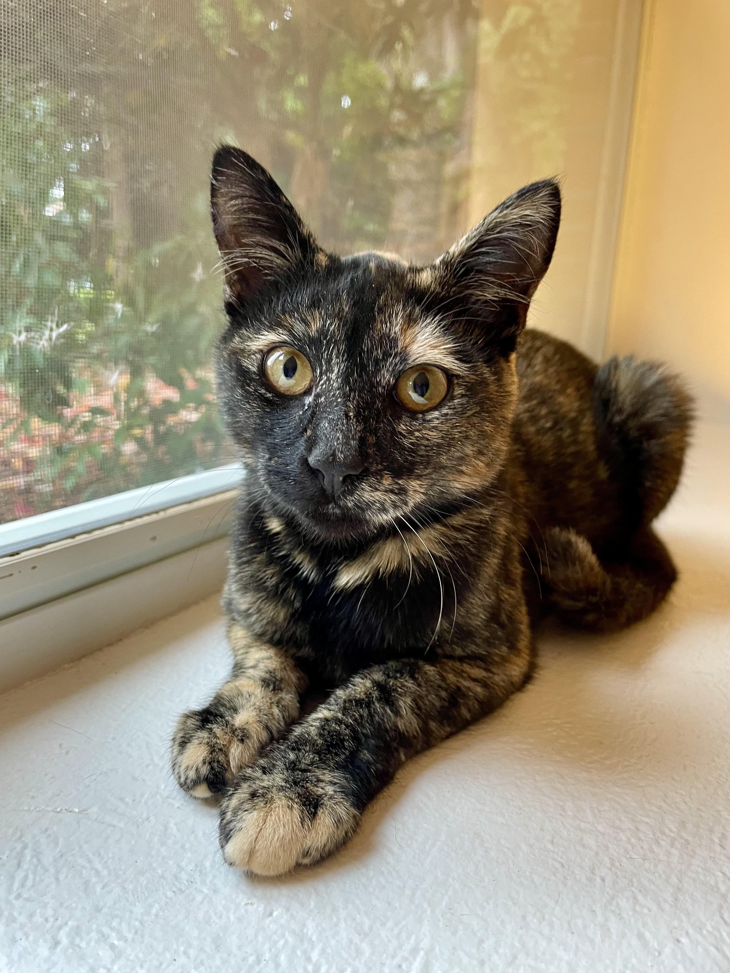 Twix, a Adoptable Domestic Short Hair in Rochester, WA image 3/3