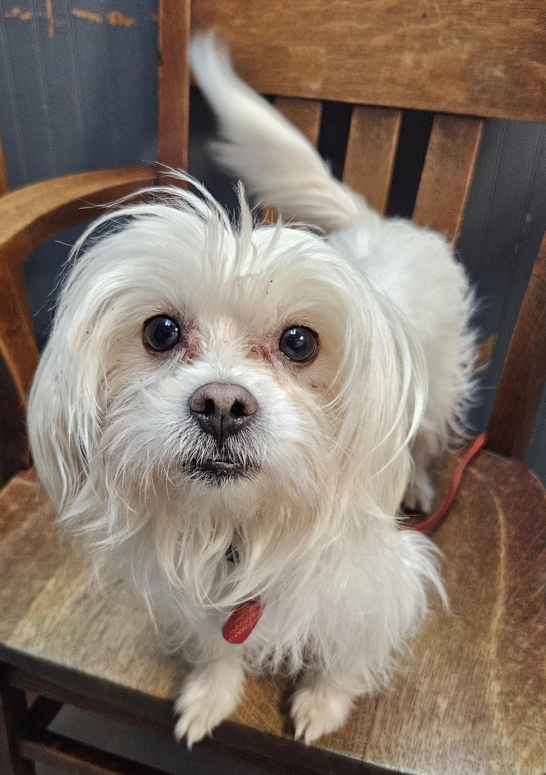 Maui, adoptable, Adult Male Chinese Crested Dog & Yorkshire Terrier.