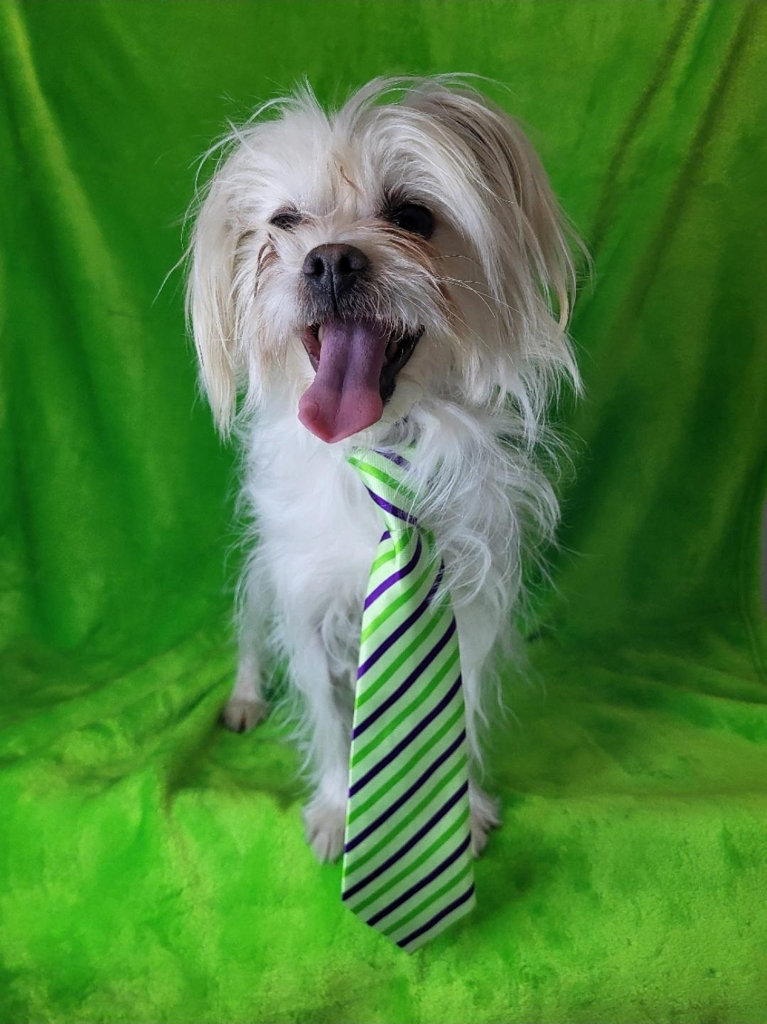 Enlarge Maui, an adoptable mixed breed in Raleigh, NC image 3/3