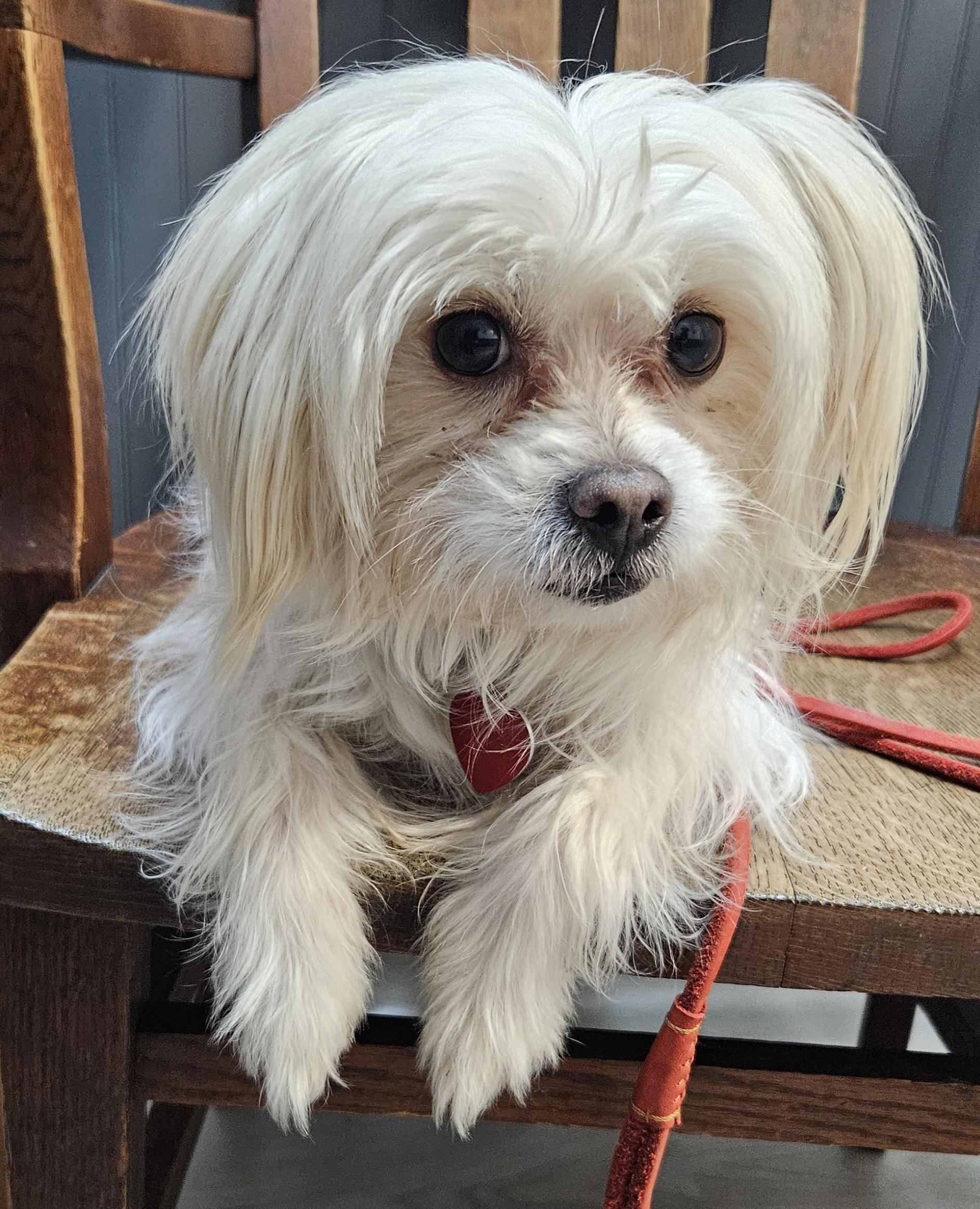 Enlarge Maui, an adoptable mixed breed in Raleigh, NC image 2/3