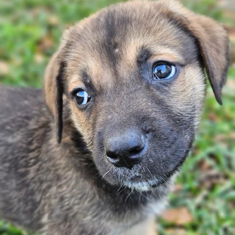 Nigel, an adopted mixed breed in Houston, TX image 5/5
