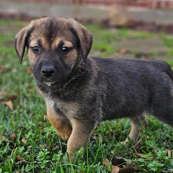 Nigel, an adopted mixed breed in Houston, TX image 4/5