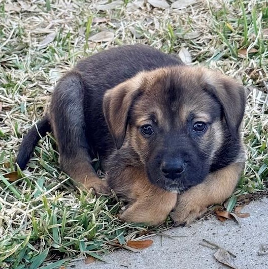 Nigel, an adopted mixed breed in Houston, TX image 2/5