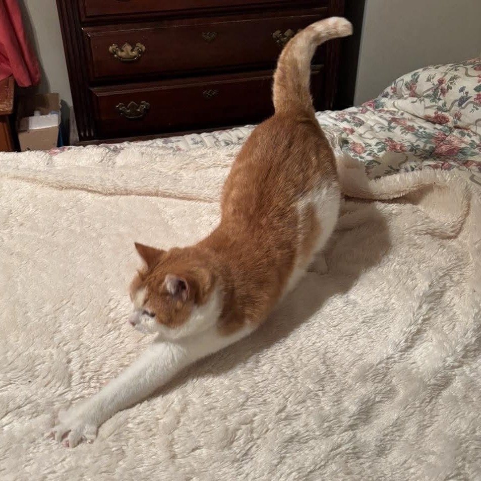 Enlarge Maggie, a ADOPTABLE American Shorthair in Lafayette, TN image 3/3