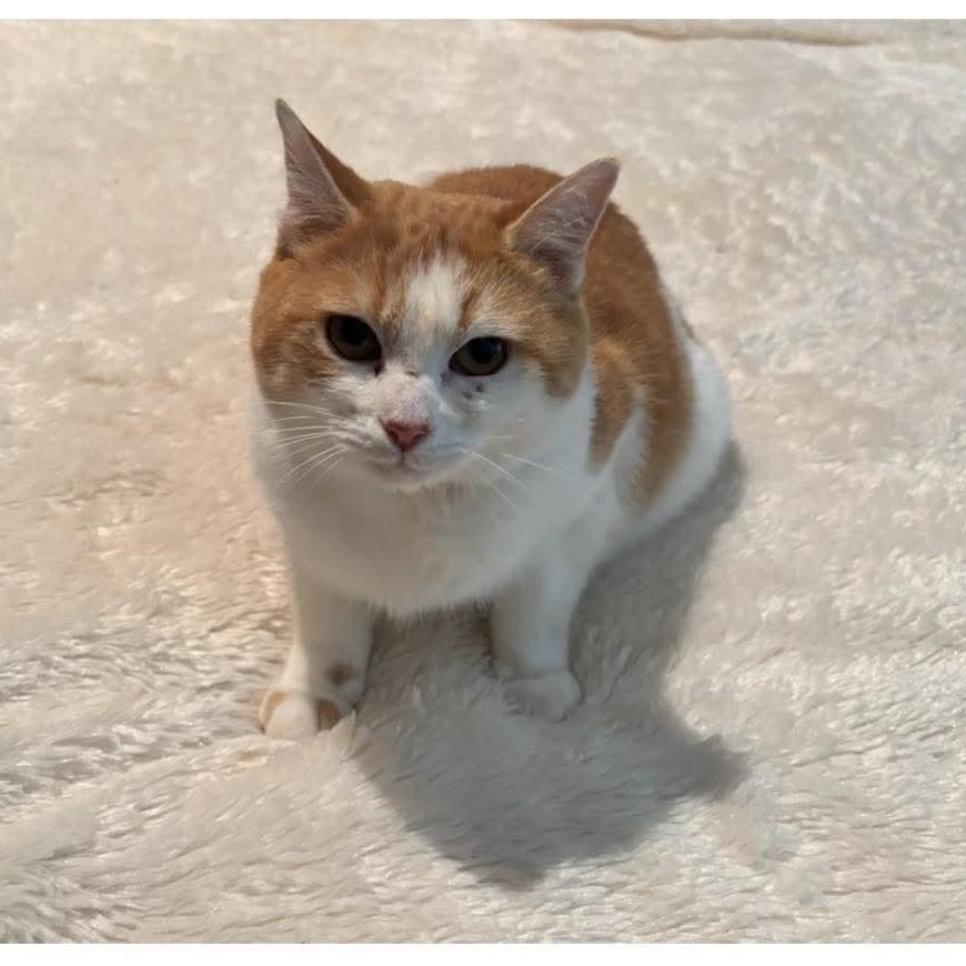 Enlarge Maggie, a ADOPTABLE American Shorthair in Lafayette, TN image 1/3